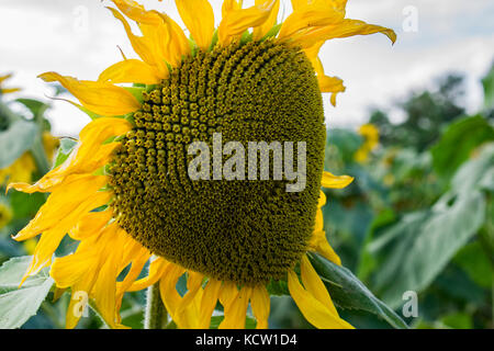 Gros plan détaillé de Sunflower contre Moody Sky Banque D'Images