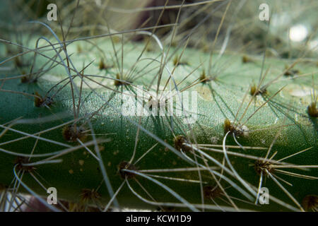 Extreme close-up of cactus vert avec des pics soudains Banque D'Images