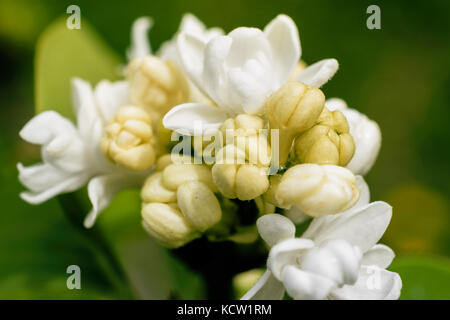 Close-up of white lilac Syringa vulgaris ou délicats bourgeons au printemps avec Banque D'Images