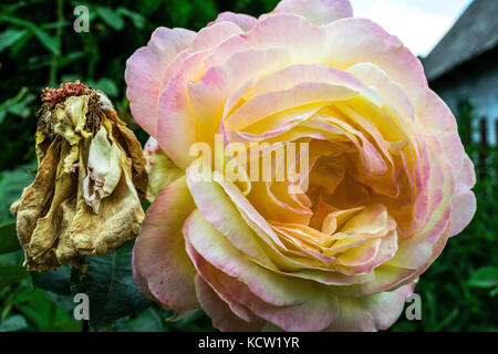 Close-up de belle rose rose jaune à côté de Rose flétrie Banque D'Images