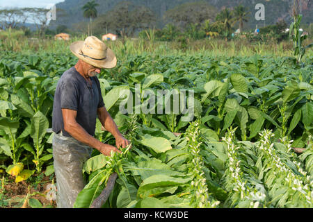 La récolte de tabac, travailleur agricole, Cuba Vinales Banque D'Images