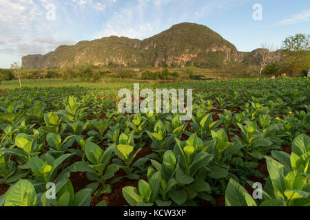 Les plantes de tabac mûres, Vinales, Cuba Banque D'Images