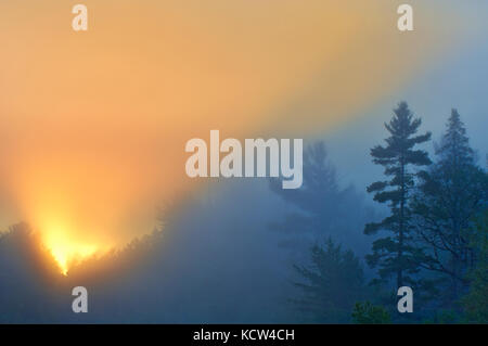 Pin blanc (Pinus strobi) au lever du soleil, Killarney District, Ontario, canada Banque D'Images