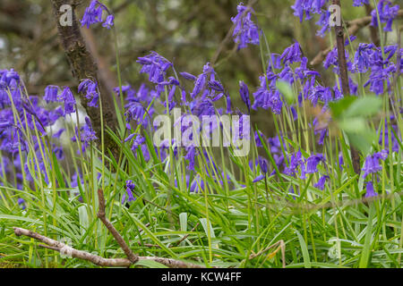 Blue Bells dans Rudgwick forestiers UK tapis de couleur sur les sols forestiers. Vivace bulbeuse vert feuilles basales étroites et familier en forme de bell flower Banque D'Images