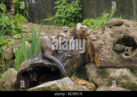 Otter (courte) à la variété griffus London Wetland centre le soleil brille, entre piscine et jouer autour de la Grand Baie. Banque D'Images