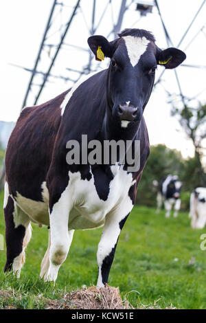 Vache noir et blanc fermer jusqu'au cours d'un face à face avec moi sur les terres agricoles dans le Dorset. Angle dynamique structure powerline avec en arrière-plan le format Portrait Banque D'Images