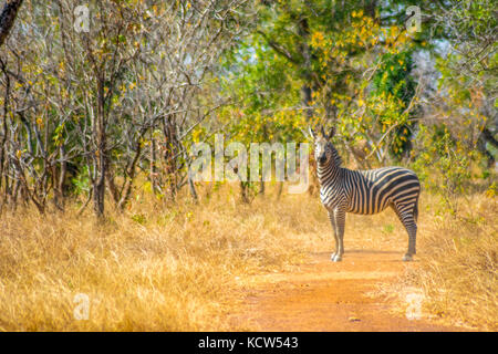 Lone zebra sur Safari Banque D'Images