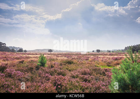 Belle vue sur une lande aux Pays-Bas. Banque D'Images