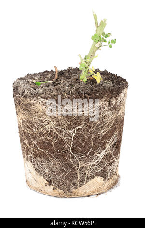 Les racines des plantes de tomate cassée dans le sol isolated on white Banque D'Images