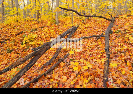 Les feuilles des arbres d'érable à sucre (Acer saccharum) à même le sol forestier, parry sound, Ontario, canada Banque D'Images