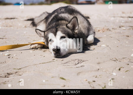 Alaskan Malamute libre. chien se trouve sur le sable. Banque D'Images