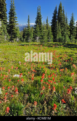 Prairie de fleurs alpines (indian paintbrush). des cascades, l'E.C. Manning Provincial Park, British Columbia, canada Banque D'Images