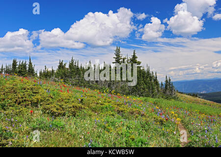 Fleurs sauvages dans la zone alpine au sommet de Sun Peaks (lupins, pinceau, composite), Sunpeaks près de Kamloops, British Columbia, Canada Banque D'Images