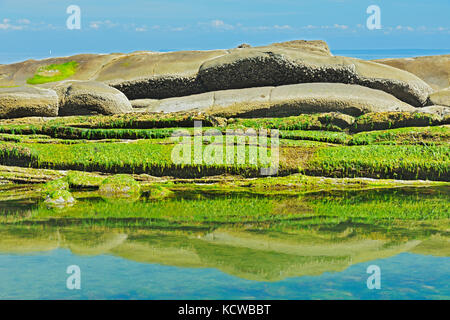 Les algues couvrant les rochers à marée basse, dans le détroit de Georgia, Gulf Islands, l'île Saturna (Colombie-Britannique), Canada Banque D'Images