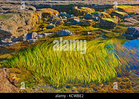 Les mares à botanical beach, parc provincial Juan de Fuca, British Columbia, canada Banque D'Images