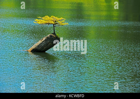 Les gaulis résineux infirmière sur log in fairy lake, près de Port Renfrew (Colombie-Britannique), Canada Banque D'Images