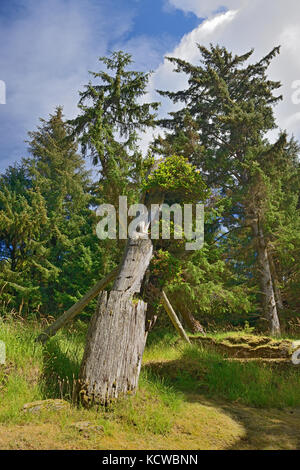 Vieux totems haida à Skedans village. Louise Island. , Haida Gwaii (anciennement îles de la Reine-Charlotte), British Columbia, canada Banque D'Images