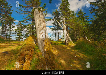 Vieux totems haida à Skedans village. Louise Island. , Haida Gwaii (anciennement îles de la Reine-Charlotte), British Columbia, canada Banque D'Images