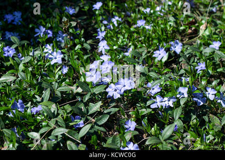 Les vergers en fleurs au printemps Banque D'Images