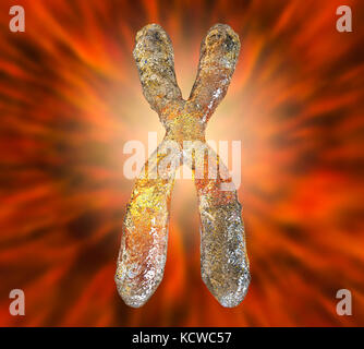 Chromosome, illustration de l'ordinateur. Les chromosomes, qui sont constitués de deux chromatides identiques s'est joint à un centromère (lumière), sont composés de l'acide désoxyribonucléique (ADN) enroulé autour des protéines. Contient des sections d'ADN, appelées gènes, qui codent l'information génétique de l'organisme, la détermination de la structure de chaque cellule, de fonction et de comportement. Banque D'Images