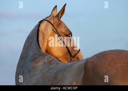 Portrait de beaux chevaux akhal-teke de race au coucher du soleil Banque D'Images