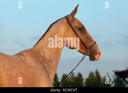 Portrait de beaux chevaux akhal-teke de race au coucher du soleil Banque D'Images