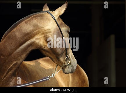 Chevaux akhal-teke dans un haras, Ashgabat, Turkménistan Banque D'Images