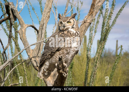 Grand-duc d'Amérique (Bubo virginianus), perché sur la branche d'arbres morts à l'Arizona désert de Sonora Museum, Tucson, Arizona, États-Unis Banque D'Images