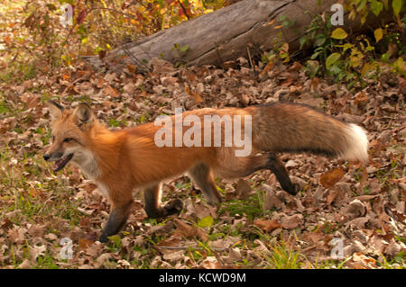 Red Fox marche à travers forêt d'automne, (Vulpes vulpes), Amérique du Nord Banque D'Images