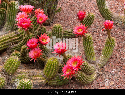 Blooming cactus Trichocereus hybrid en Arizona cour. Sedona, Arizona, USA Banque D'Images