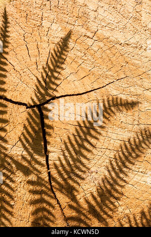 Lumière du soleil créant des ombres d'une plante Fern ou Bracken sur une coupe transversale d'un arbre scié avec ses anneaux de croissance. Banque D'Images