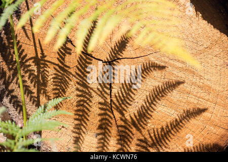 Lumière du soleil créant des ombres d'une plante Fern ou Bracken sur une coupe transversale d'un arbre scié avec ses anneaux de croissance. Banque D'Images