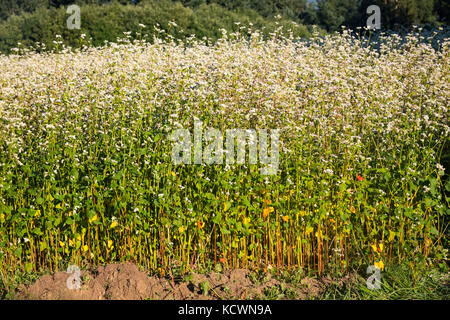 Vue latérale d'un champ de sarrasin (Fagopyrum esculentum) fonctionne comme un engrais azoté pour le sol dans la lumière du soleil de l'après-midi. Banque D'Images