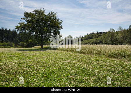 Un champ dans un champ de trèfle blanc en fleurs (Trifolium repens) à côté d'un champ de sarrasin (Fagopyrum esculentum) à la lumière du soleil de l'après-midi. Banque D'Images
