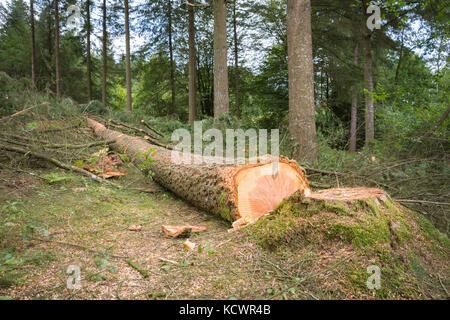 Grand pin fraîchement scié pour la production de bois. Banque D'Images