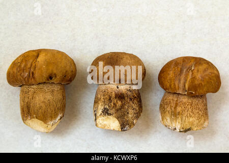 Trois petits champignons sur fond clair Banque D'Images