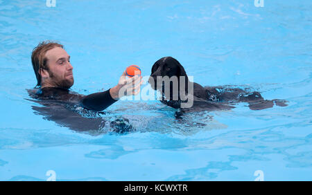 Richard (aucun nom de famille donné) de Telscombe nage avec son chien pointeur Cooper au Lido de Saltdean dans le parc ovale, Saltdean, alors que le lido a invité les chiens à profiter de l'installation avant sa fermeture pour l'année. Banque D'Images