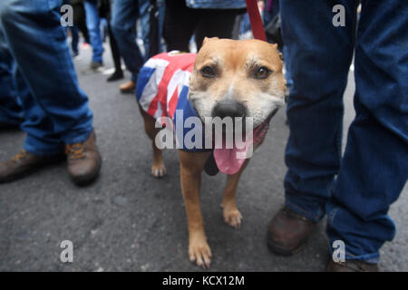 Un chien porte un Union Jack en tant que membre du groupe anti-extrémiste football Lads Alliance (FLA) et des fanatiques de football de tout le pays se sont rassemblés sur Park Lane à Londres pour manifester contre l'extrémisme, fermant la chaussée à cinq voies à son poids habituel de véhicules. Banque D'Images