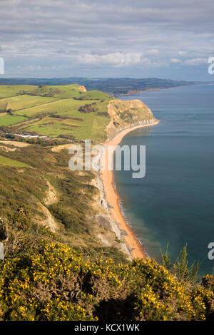 Vue le long de la Côte Jurassique, à l'est à l'Seatown de sommet de Golden Cap, Seatown, Dorset, Angleterre, Royaume-Uni, Europe Banque D'Images