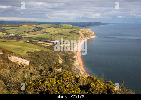 Vue le long de la Côte Jurassique, à l'est à l'Seatown de sommet de Golden Cap, Seatown, Dorset, Angleterre, Royaume-Uni, Europe Banque D'Images