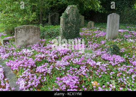 Cyclamen poussant à l'état sauvage dans le cimetière, Chipping Campden, Cotswolds, Gloucestershire, Angleterre, Royaume-Uni, Europe Banque D'Images