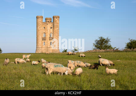 Broadway Tower de pâturage avec des moutons en pelouse, Broadway, Cotswolds, Worcestershire, Angleterre, Royaume-Uni, Europe Banque D'Images