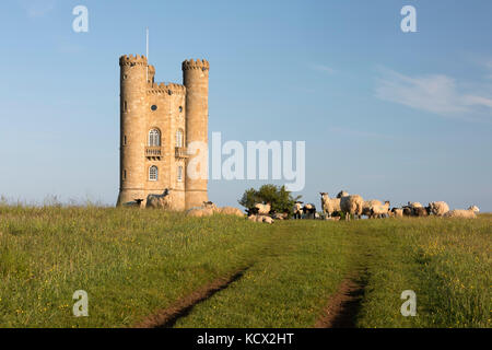 Broadway Tower de pâturage avec des moutons en pelouse, Broadway, Cotswolds, Worcestershire, Angleterre, Royaume-Uni, Europe Banque D'Images