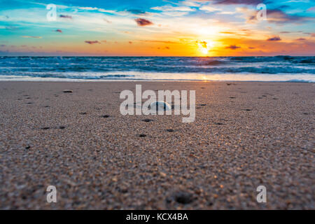 Près d'un coquillage humide sur la côte de sable d'une plage tropicale juste après le lever du soleil Banque D'Images