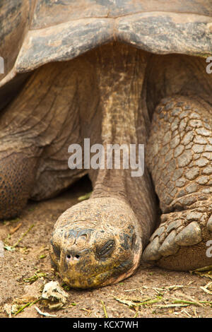 Diego, le stud, qui re-remplis la espanola tortues. Banque D'Images