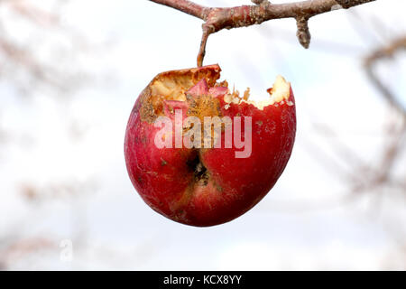 Photo d'un pommes gelées dans un verger sur début décembre morinig ensoleillée Banque D'Images