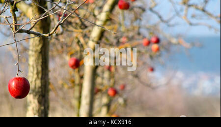 Photo d'un pommes gelées dans un verger sur début décembre morinig ensoleillée Banque D'Images