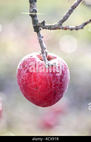 Photo d'un pommes gelées dans un verger sur début décembre morinig ensoleillée Banque D'Images