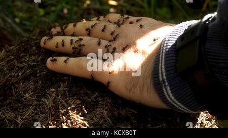 La main de l'homme avec un essaim de fourmis. peu de fourmis rampant sur une main d'homme Banque D'Images