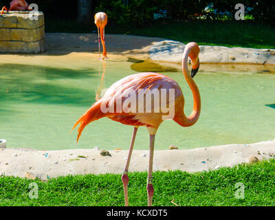 Gros plan du flamant rose, American Flamingo, Phoenicopterus ruber ou flamant rose Phoenicopterus roseus isolés, d'oiseaux, de la nature belle beauté Banque D'Images